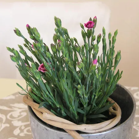 Lägenhet 43 Oberhoflein